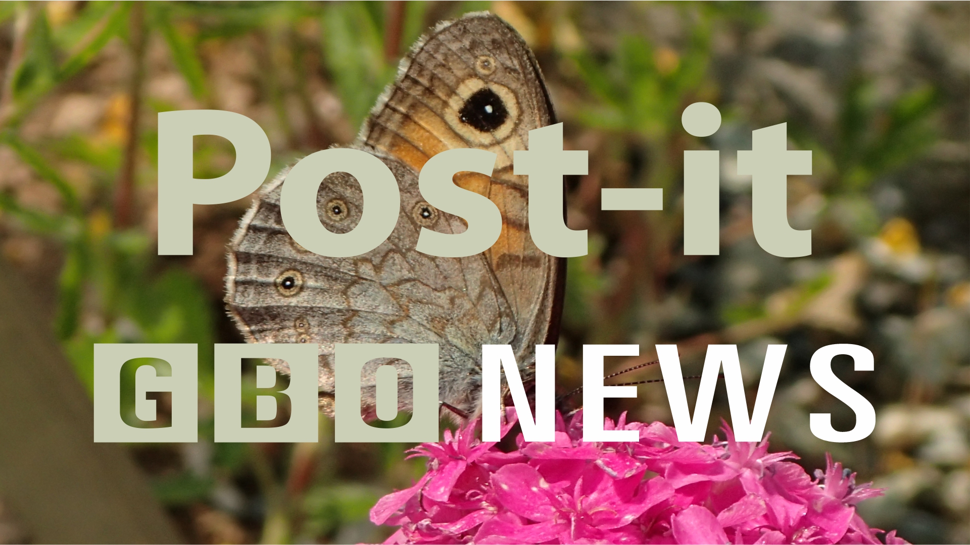 Post-it, le ultime news dal Giardino