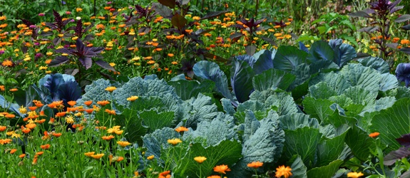 Cavoli in giardino