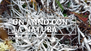 il Calendario 2024 dedicato ai licheni