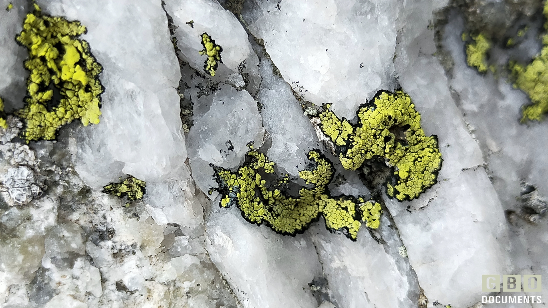 Licheni della Valle Oropa: Rhizocarpon geographicum